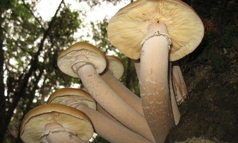 Le Plus Grand tre Vivant Sur Terre Un Champignon Revue Acropolis Le Plus Grand tre Vivant Sur Terre Un Champignon Revue Acropolis