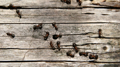 Les humains courent comme des fourmis laborieuses